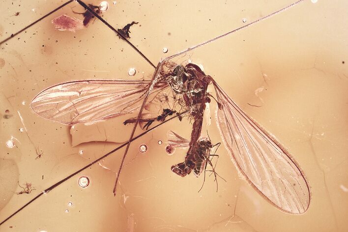 Detailed Fossil Crane Fly and True Midge in Baltic Amber #372508